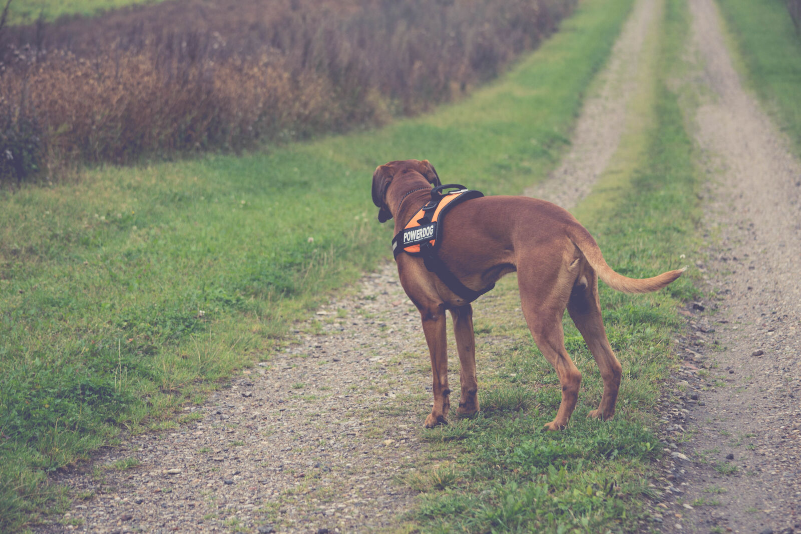 Nikon D3100 sample photo. Boxer, dog, matte, nikon photography