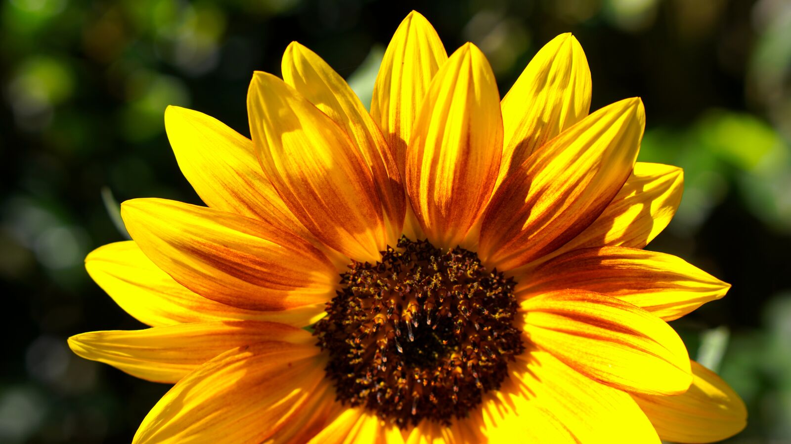 Sony a6400 + E 50mm F1.8 OSS sample photo. Flower, sunflower, blossom photography