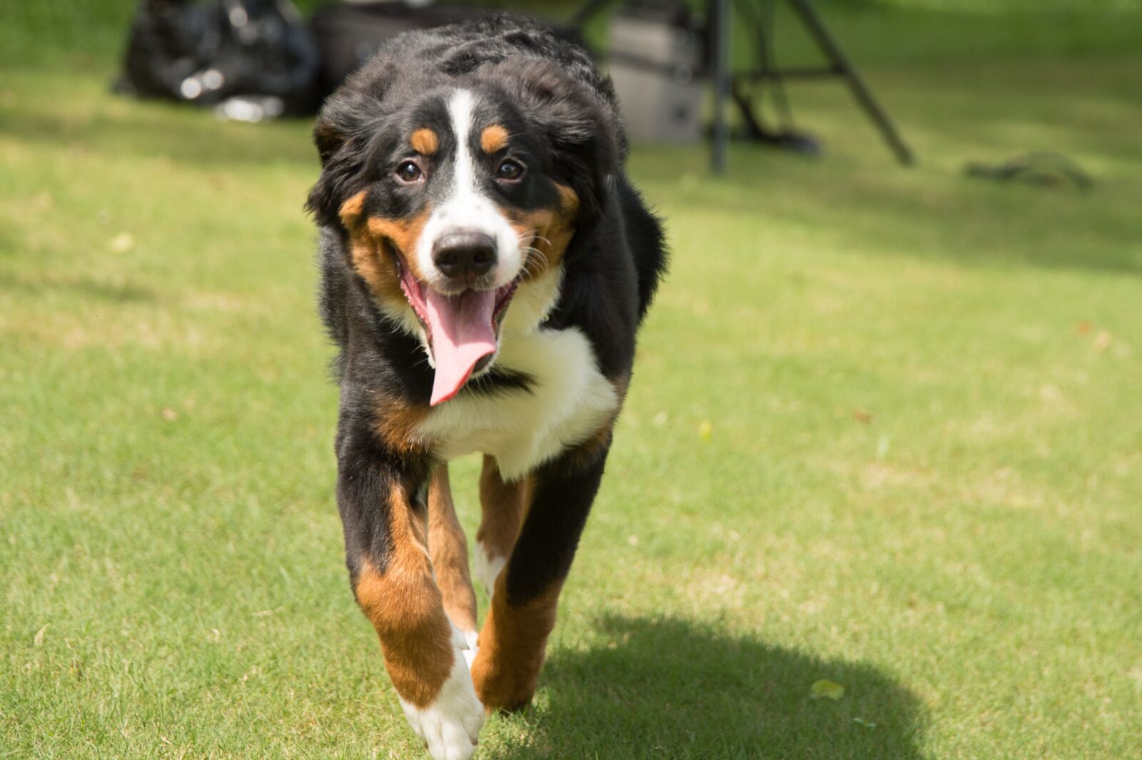Nikon D4 sample photo. Animal, dog, bernese mountain photography