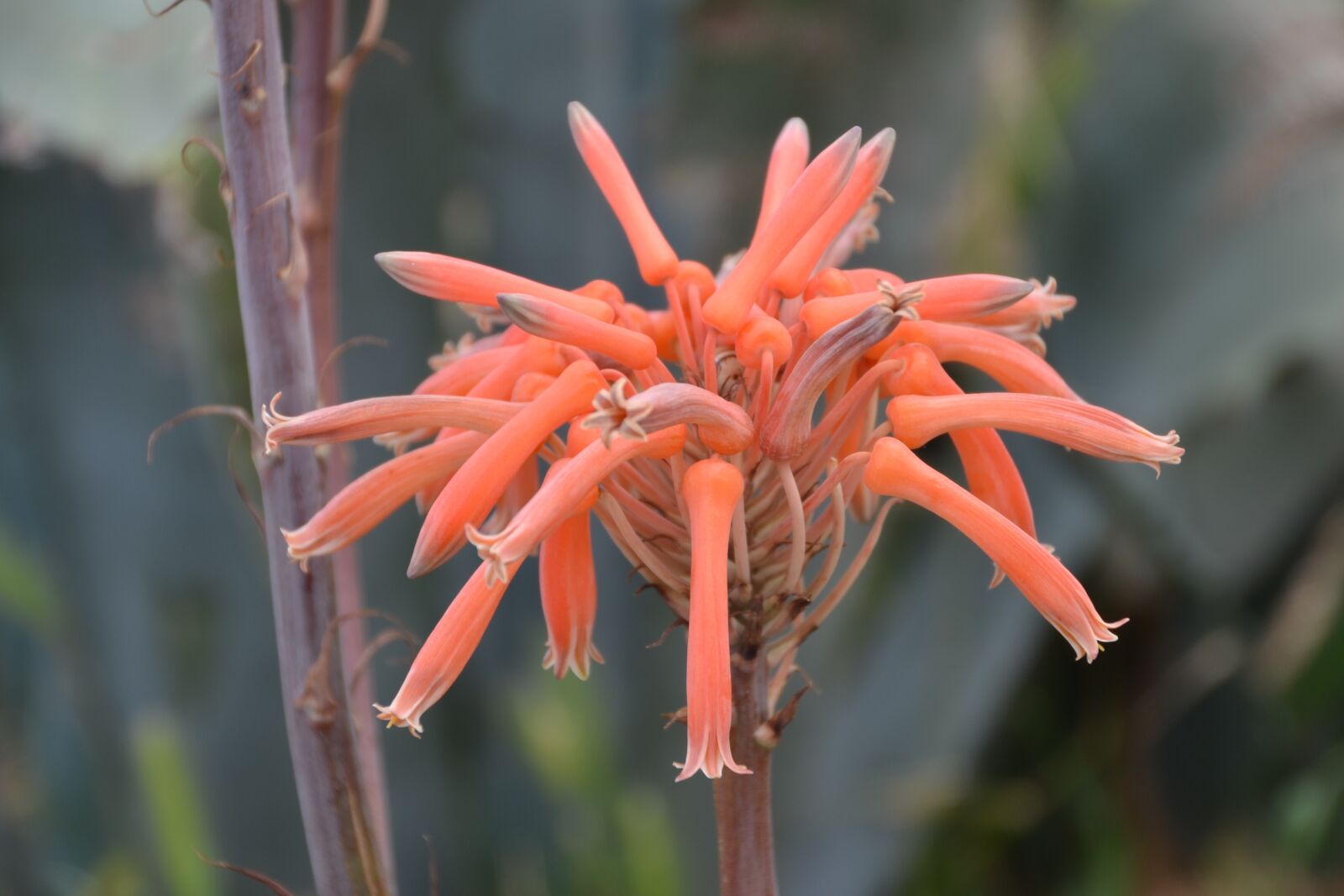 Nikon D3100 sample photo. Flower, plant, nature photography