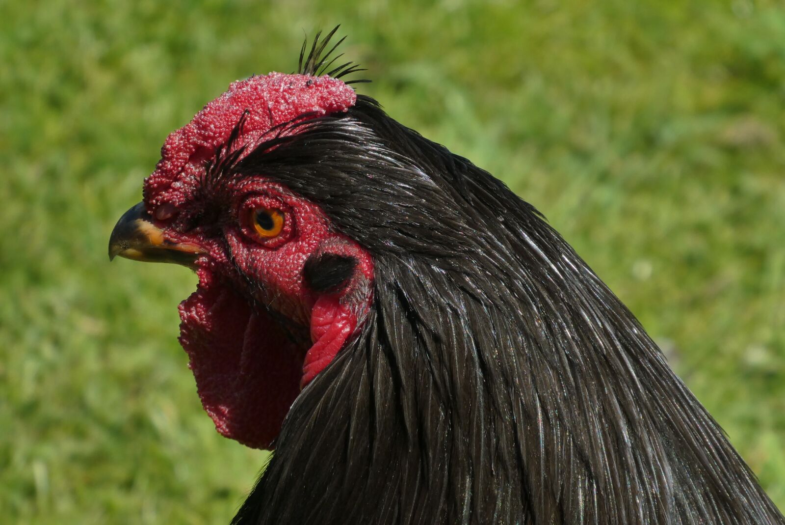 Panasonic Lumix DC-ZS70 (Lumix DC-TZ90) sample photo. Chicken, head, bird photography