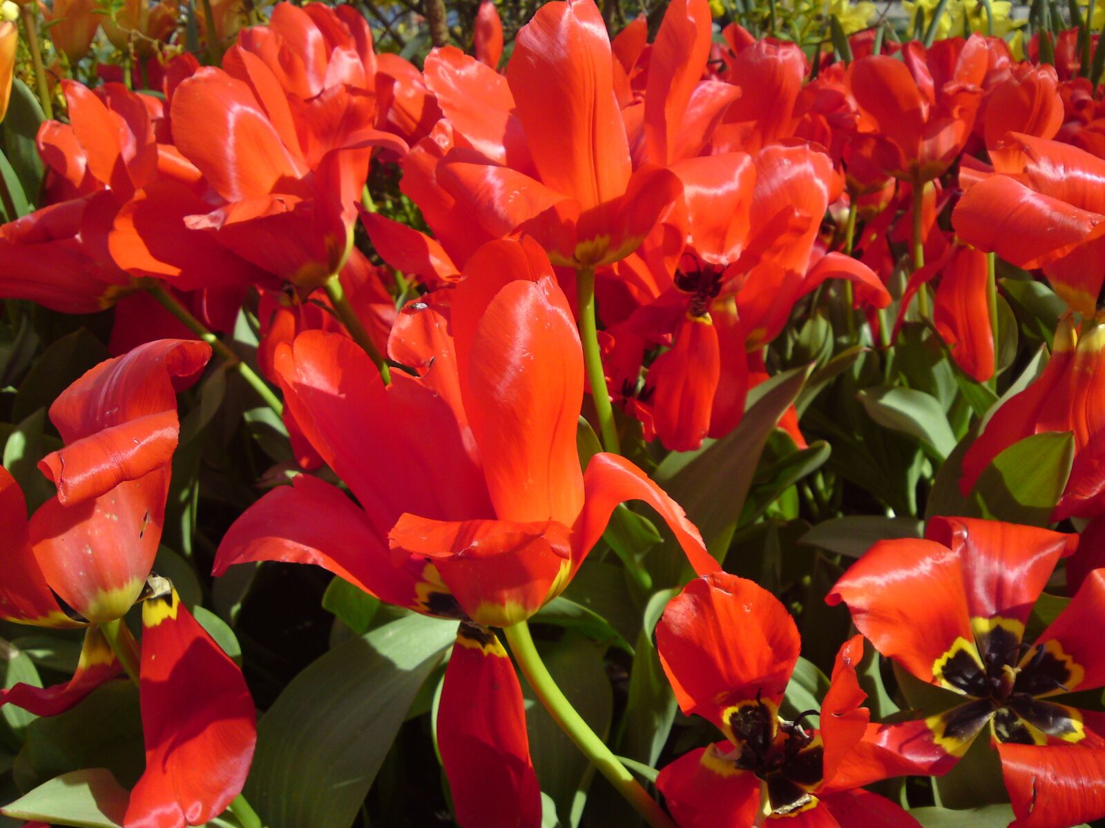 Sony Ericsson C905 sample photo. Tulips, plant, red photography