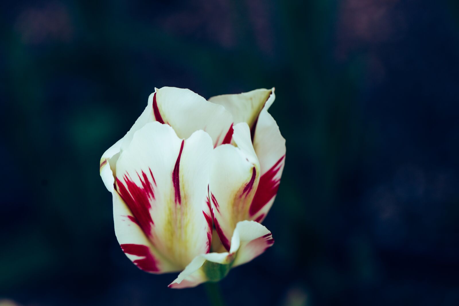 Canon EOS R sample photo. Tulip, flower, garden photography