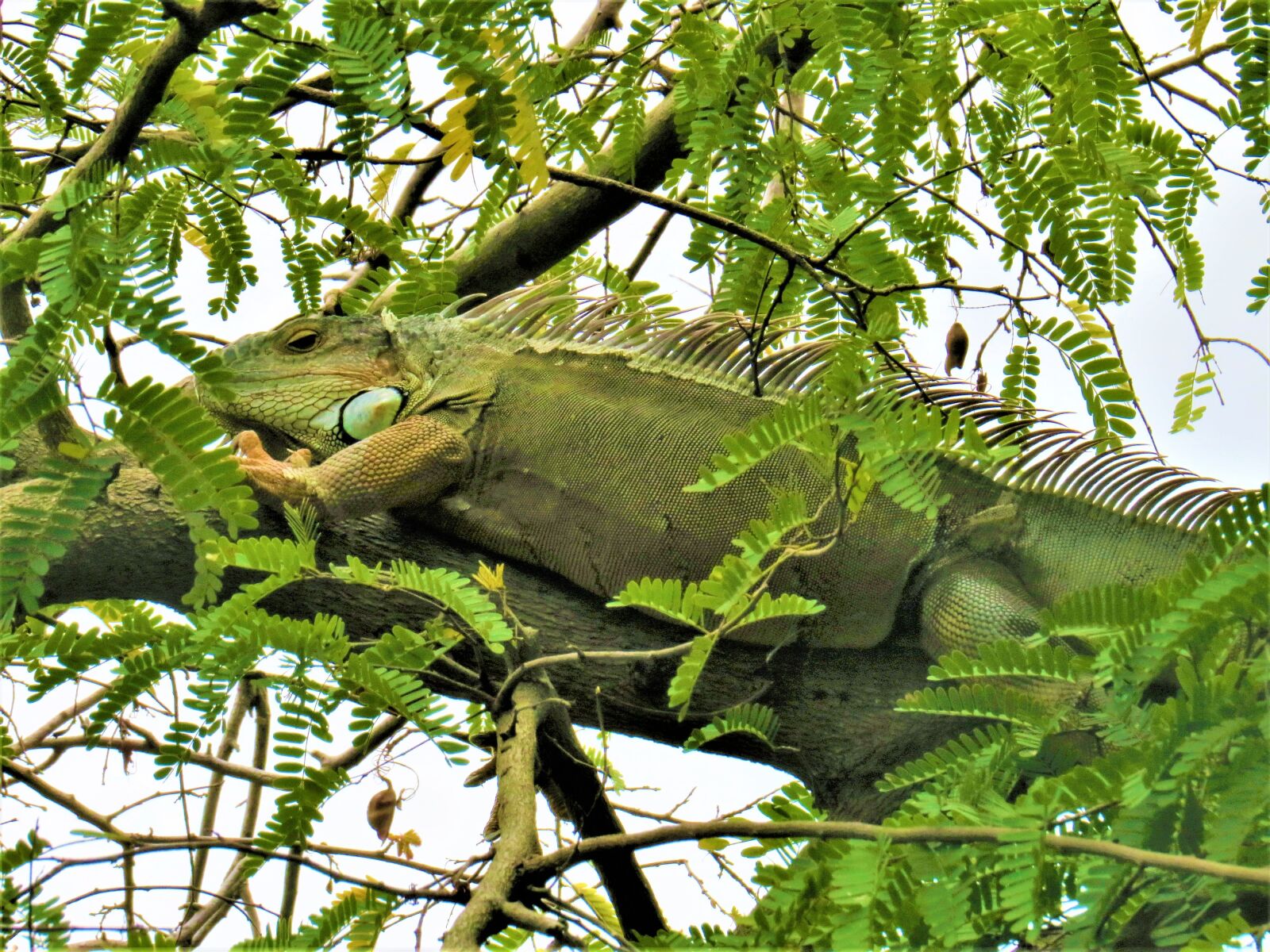 Canon PowerShot SX50 HS sample photo. Iguana, lizard, reptile photography