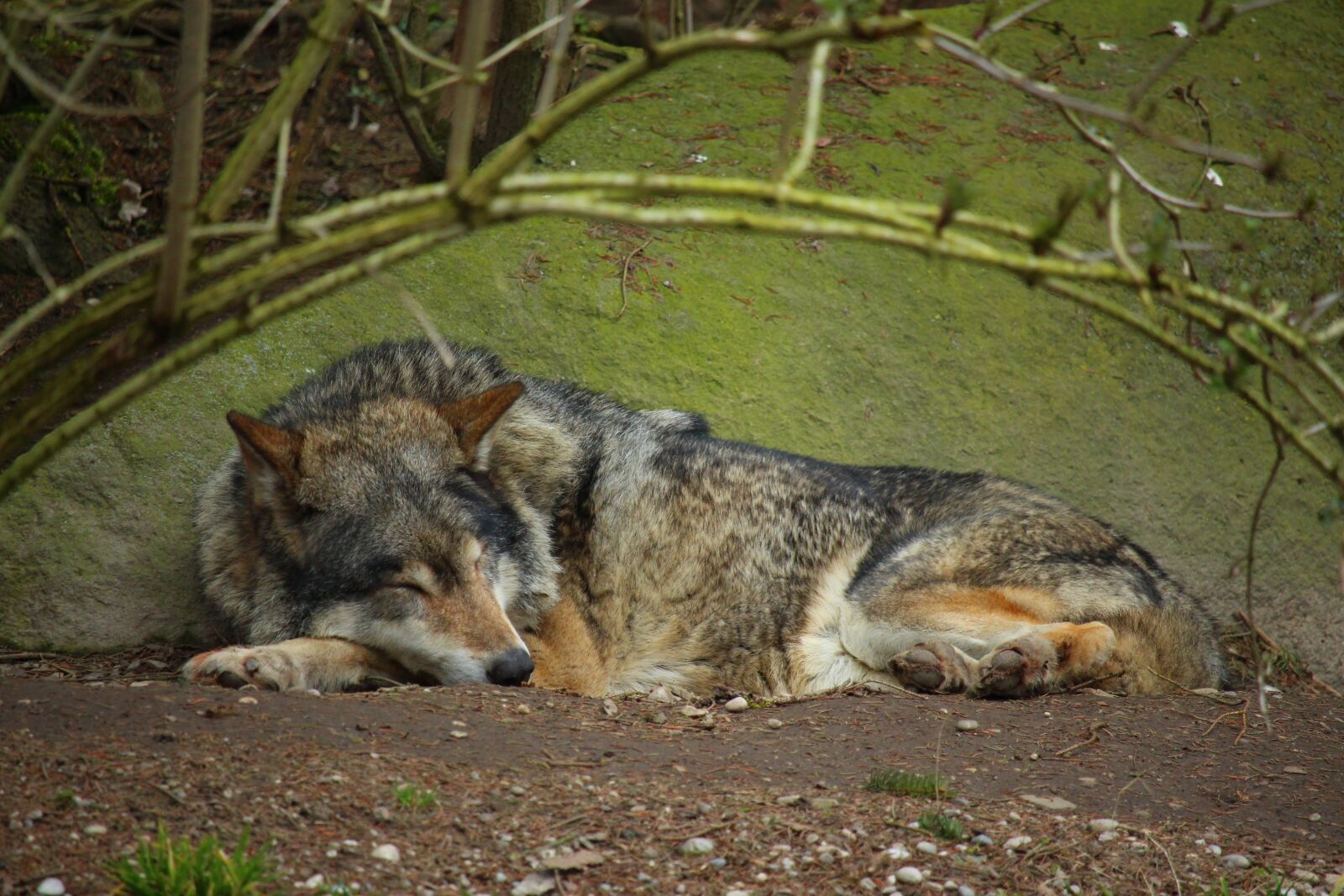 Canon EOS 700D (EOS Rebel T5i / EOS Kiss X7i) + Canon EF-S 55-250mm F4-5.6 IS STM sample photo. Wolf, predator, animal photography