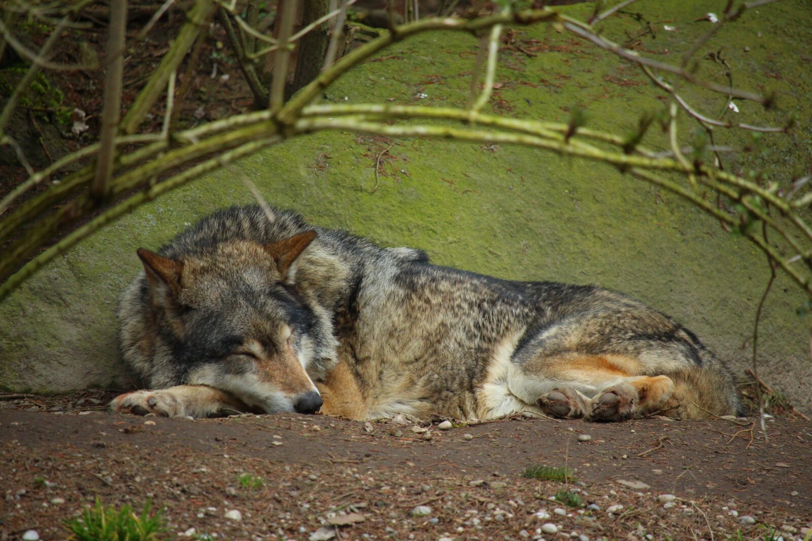 Canon EF-S 55-250mm F4-5.6 IS STM sample photo. Wolf, predator, animal photography