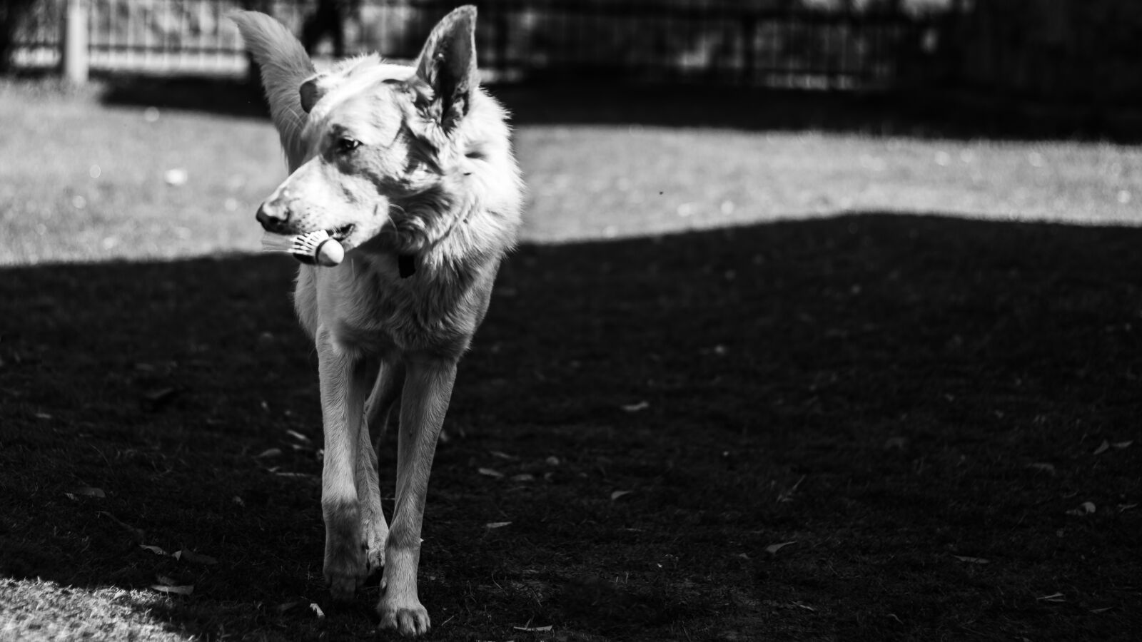 Canon EOS 7D Mark II sample photo. Dog, walk, black and photography