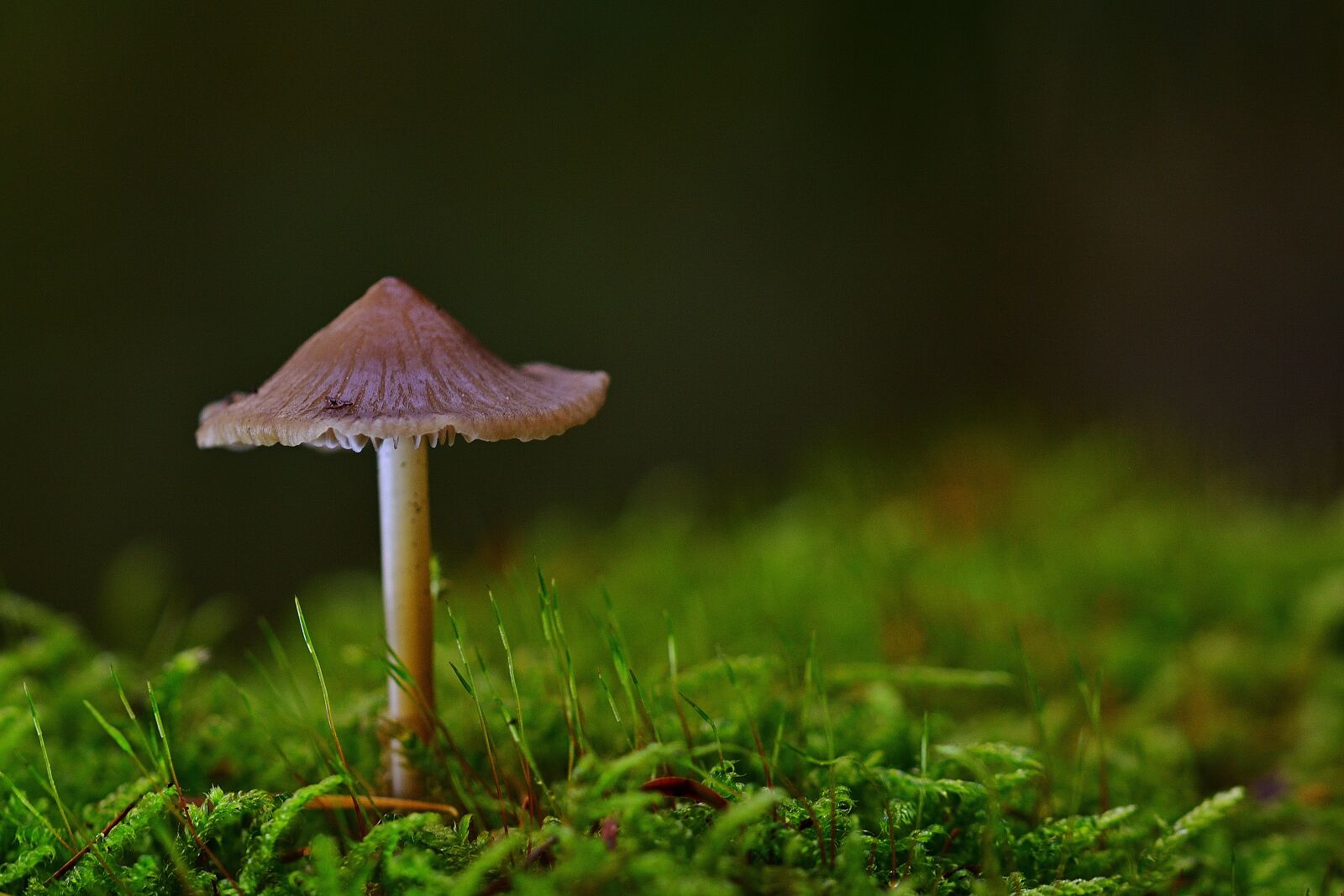 Nikon D5200 sample photo. Autumn, forest, screen fungus photography