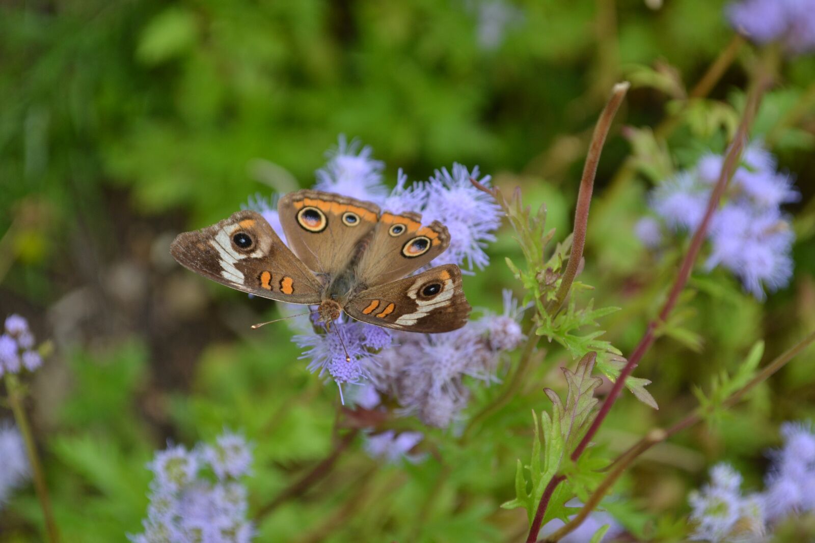 Nikon D3100 sample photo. Buckeye, butterfly, eupatorium greggi photography