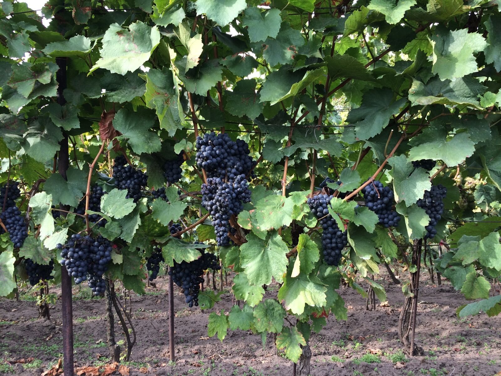 iPhone 5s back camera 4.15mm f/2.2 sample photo. Wine, vineyard, cluster photography