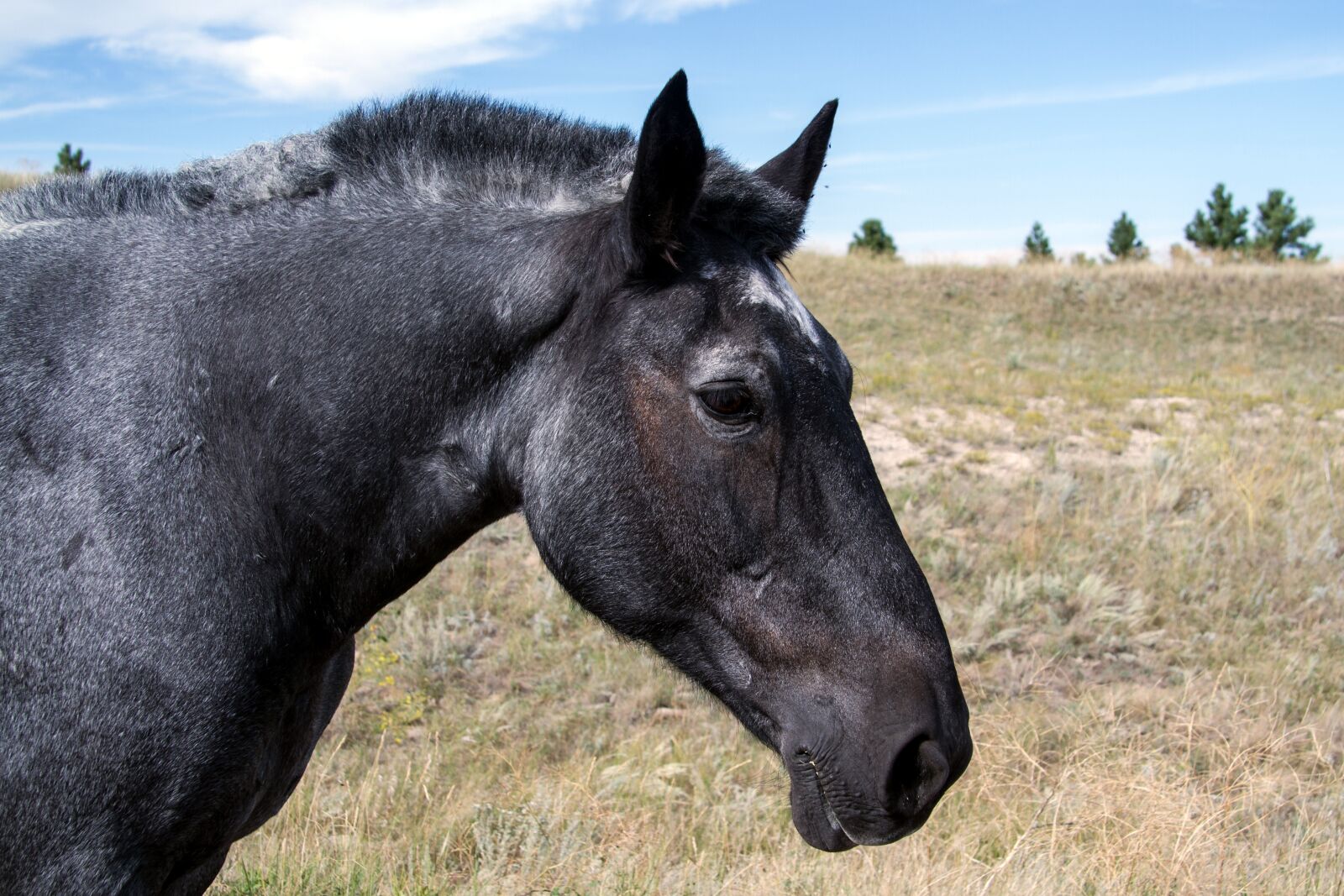 Canon EOS 7D sample photo. Horses, wild horses, mustangs photography