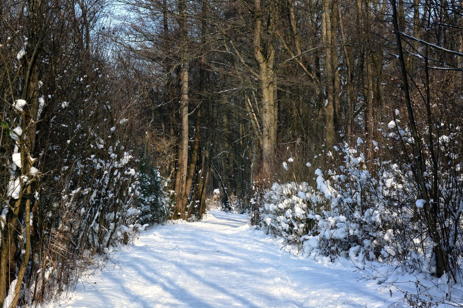 Nikon D7100 sample photo. Winter, snow, forest photography
