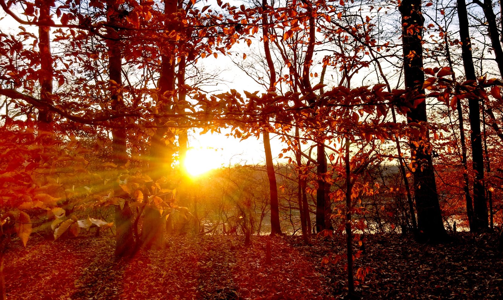 LG G3 sample photo. Trees, sunset, fall photography