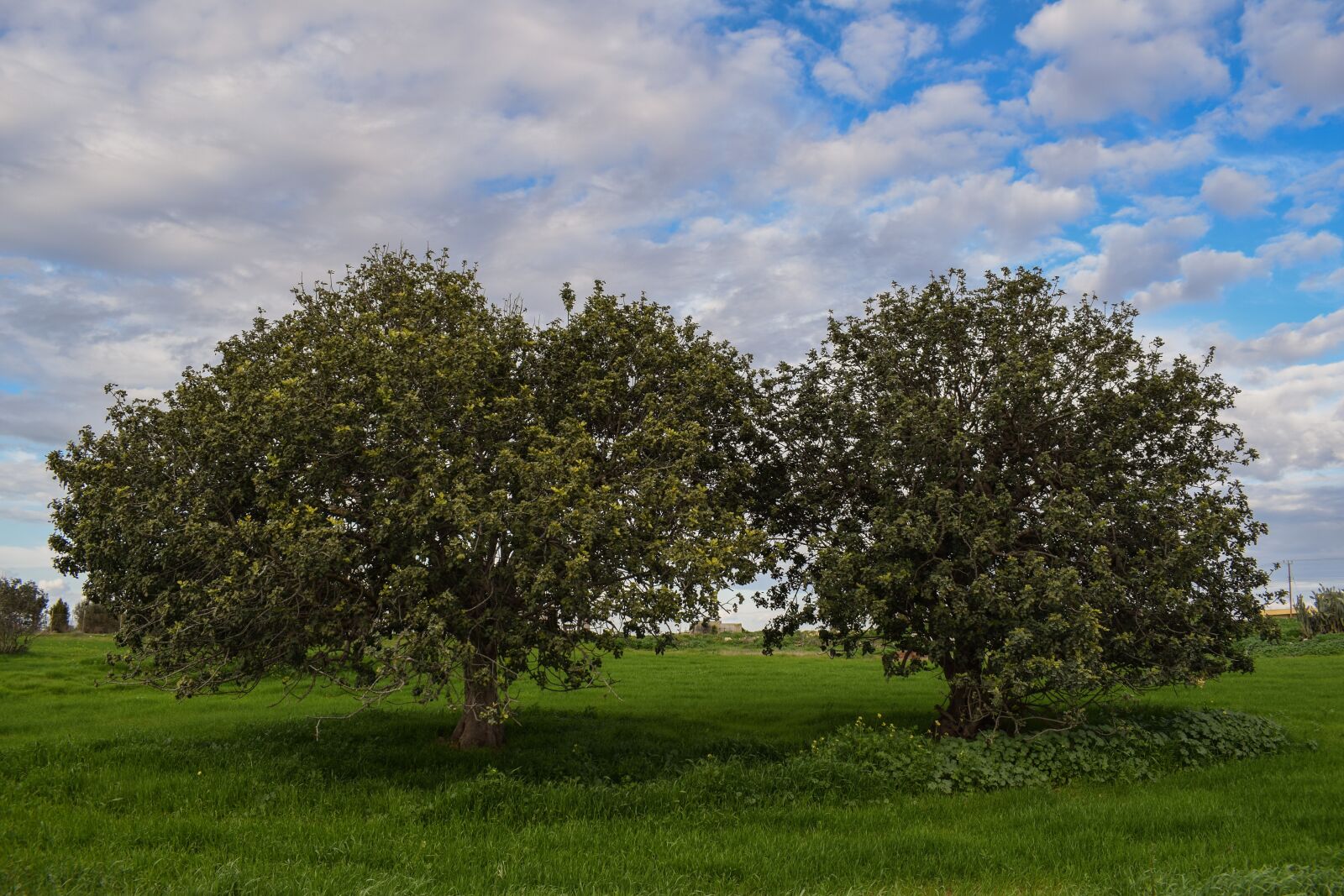 Nikon D3300 sample photo. Trees, meadow, landscape photography