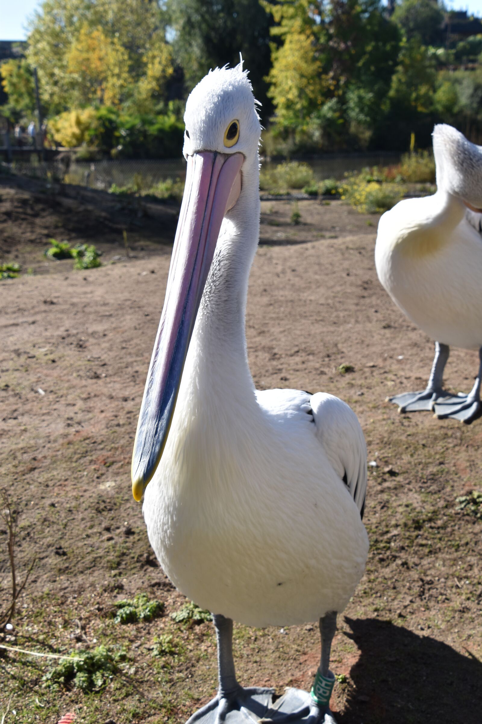 Nikon D5600 sample photo. Bird, pelican, nature photography