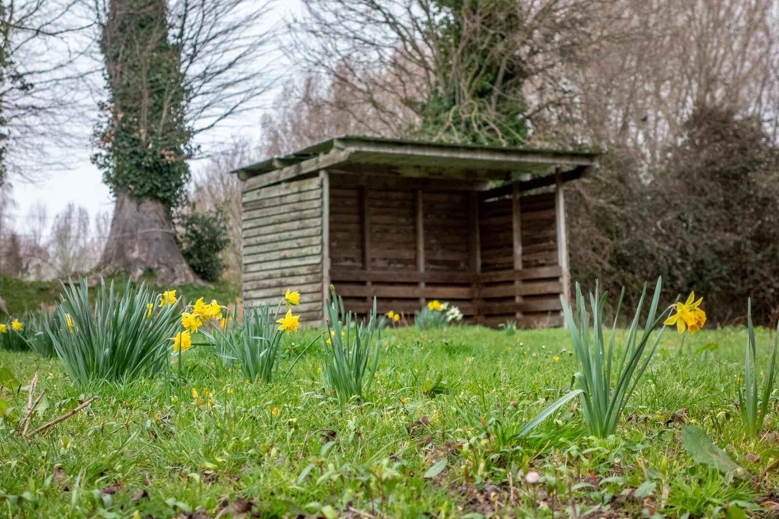 Sony Cyber-shot DSC-RX100 sample photo. Daffodil, spring, park photography