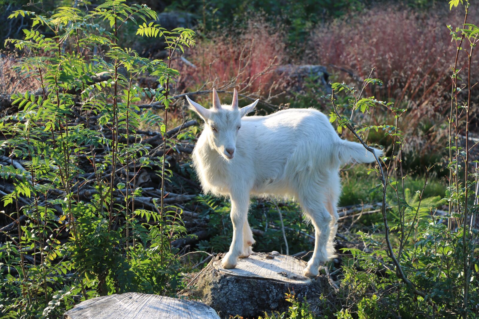 Canon EOS 750D (EOS Rebel T6i / EOS Kiss X8i) sample photo. Goat, kid, a young photography