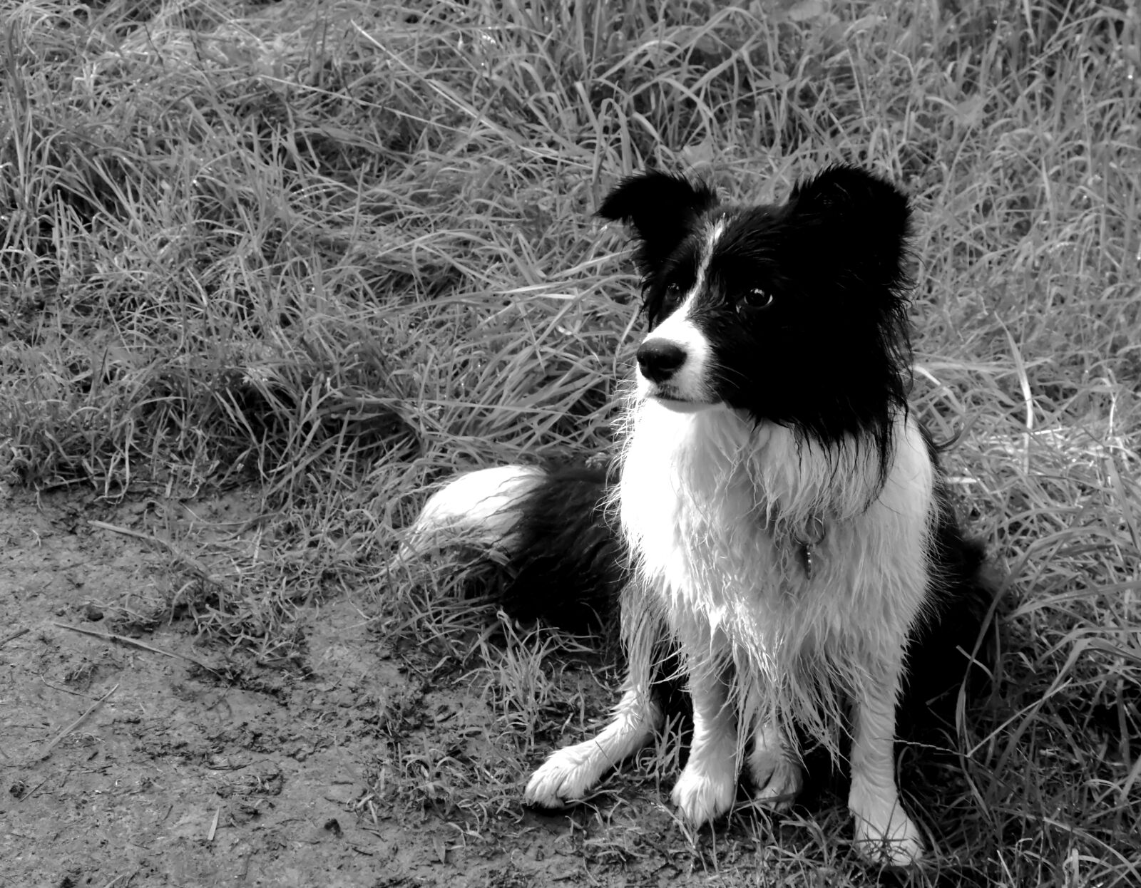 Nikon D7200 sample photo. Dog, border collie, pet photography