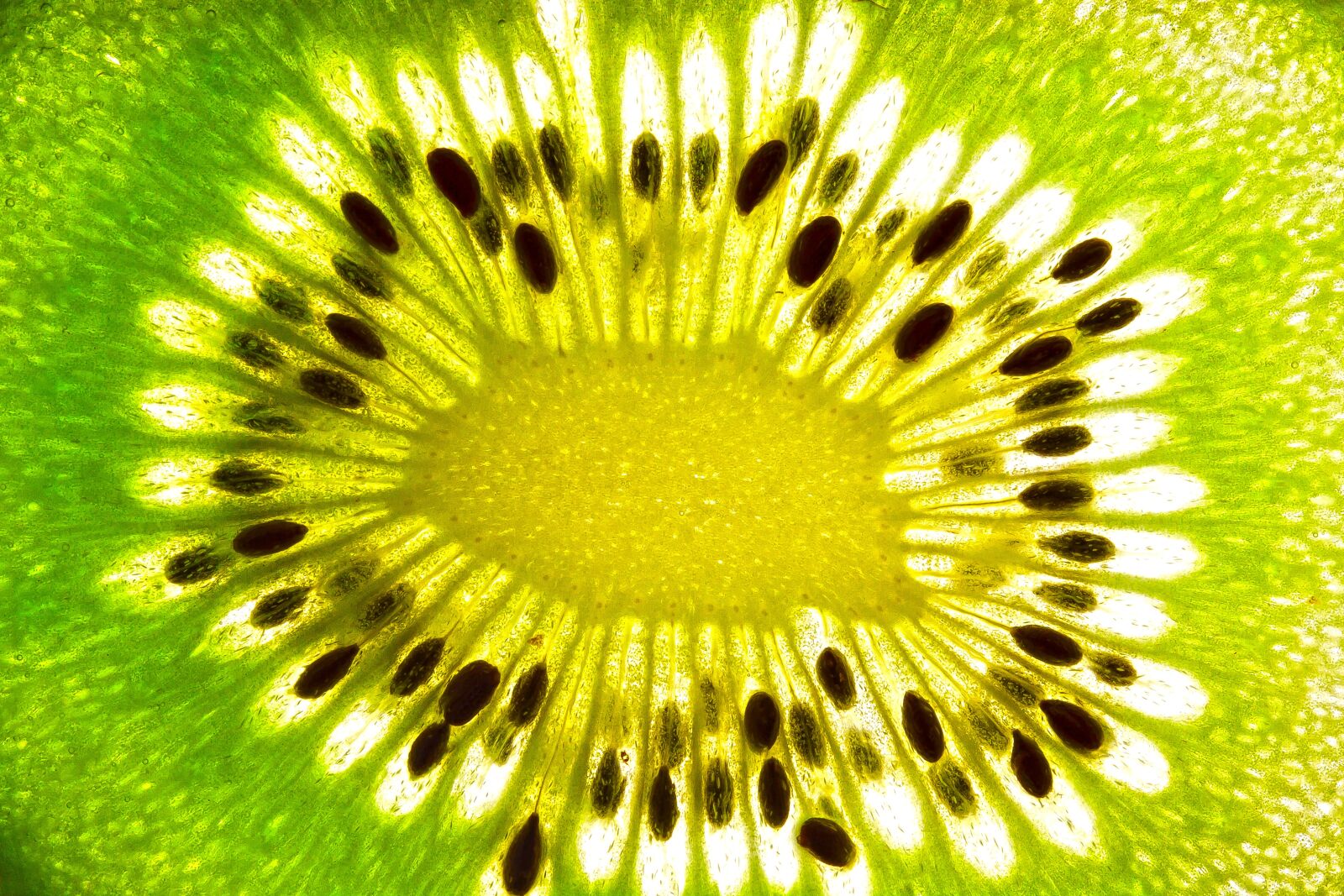 Canon EOS 50D sample photo. Kiwi, vitamins, eat photography