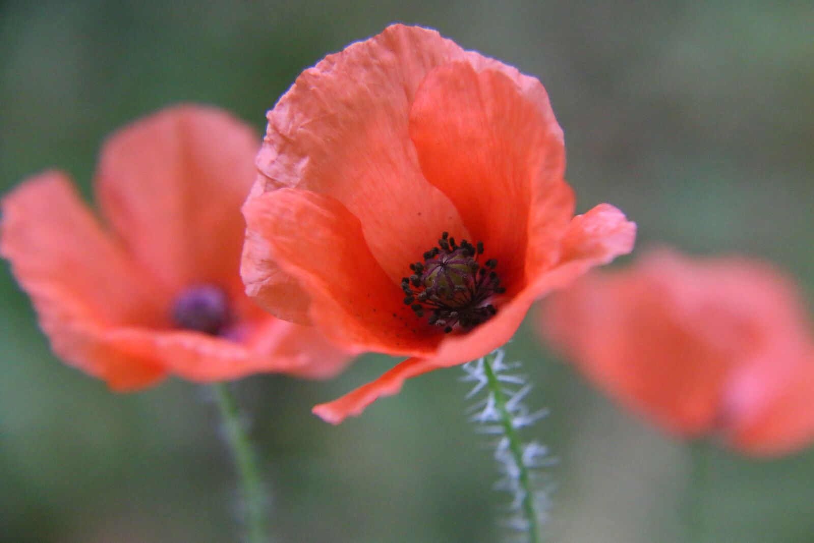 Canon EOS 70D sample photo. Poppy, red, flower photography