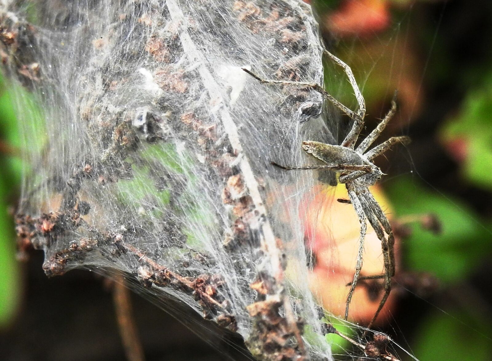 Nikon Coolpix P900 sample photo. Nature, spin, cobweb photography