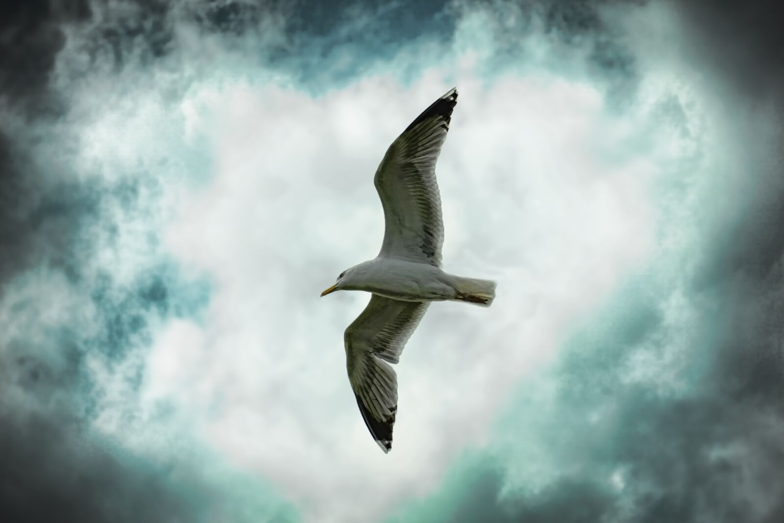 Sony E 18-135mm F3.5-5.6 OSS sample photo. Nature, sky, bird photography