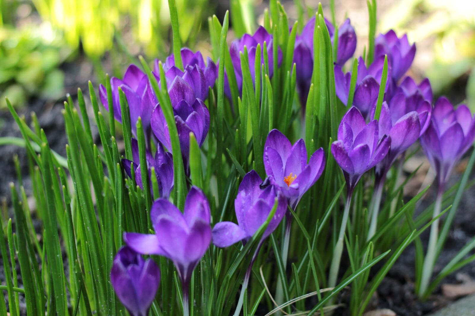 Canon EOS 600D (Rebel EOS T3i / EOS Kiss X5) + Canon EF 50mm F1.8 STM sample photo. Crocus, blue, spring photography