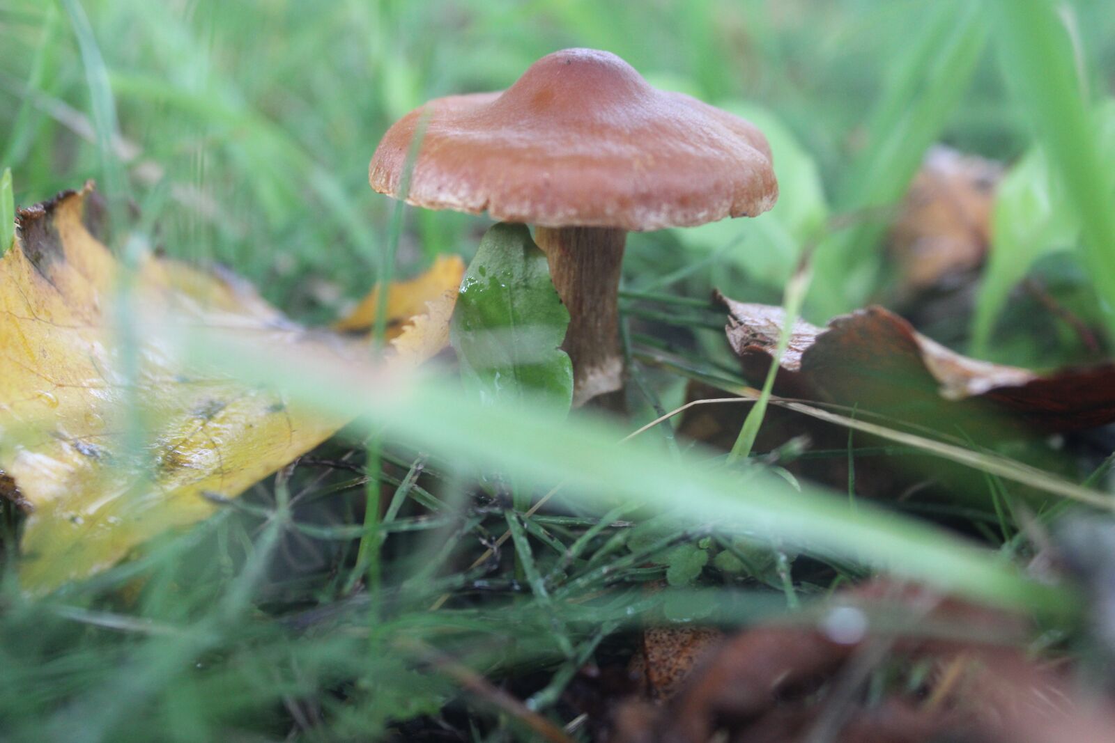 Canon EOS 600D (Rebel EOS T3i / EOS Kiss X5) sample photo. Mushroom, nature, natural photography