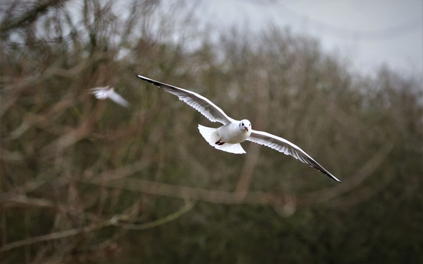 150-600mm F5-6.3 DG OS HSM | Contemporary 015 sample photo. Gull, wing, bird photography