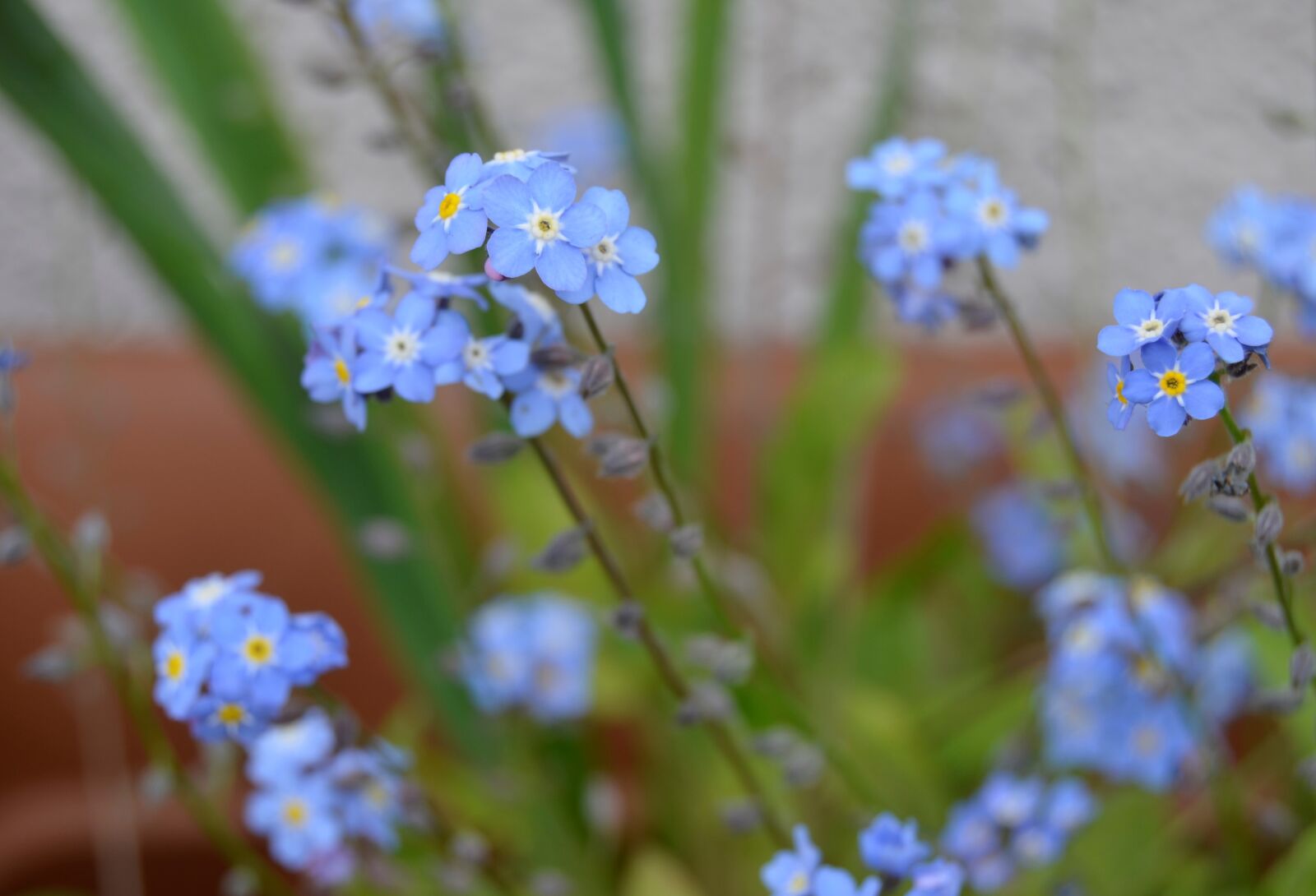 Nikon D5100 sample photo. Forget me not, flowers photography