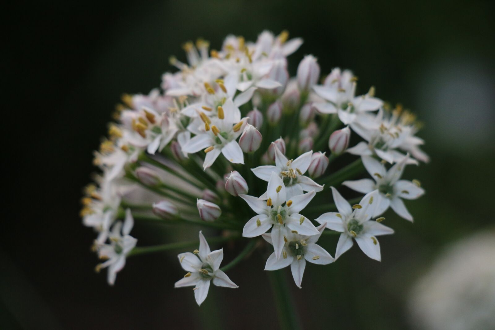 Canon EOS 70D sample photo. Blossom, bloom, flower photography