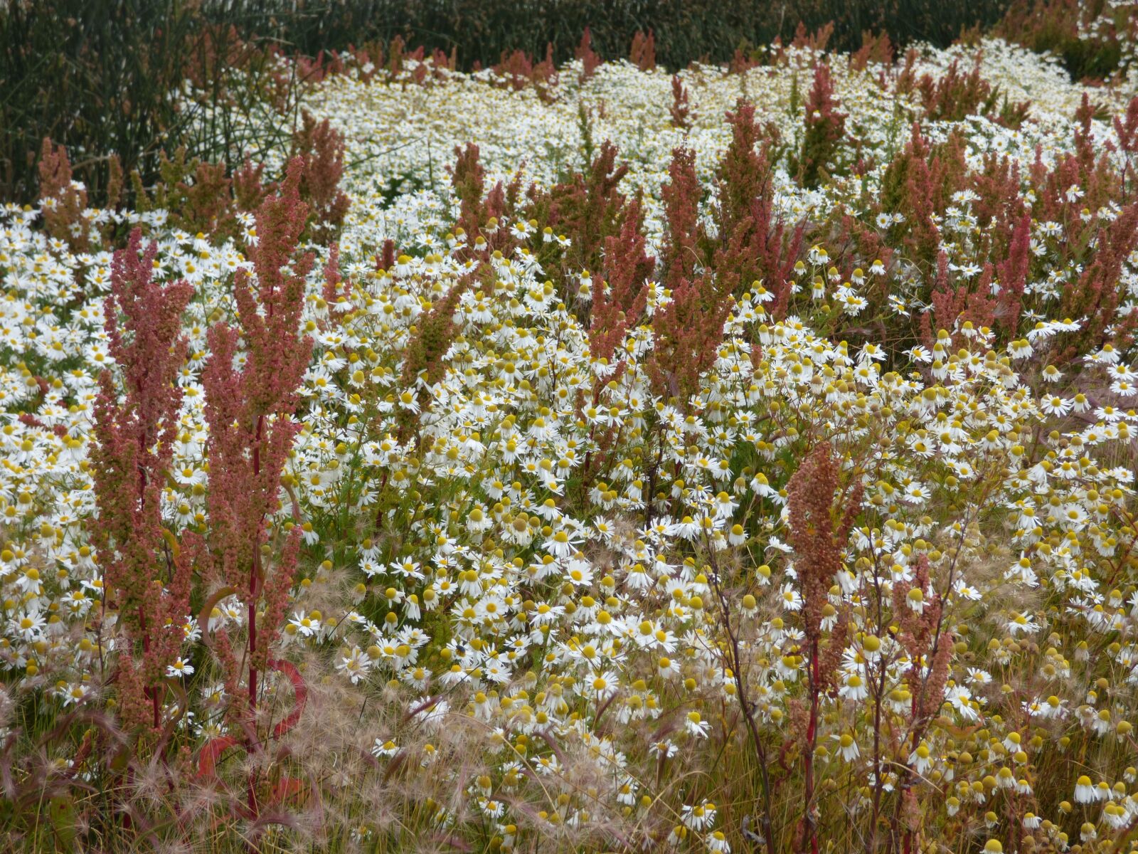 Panasonic Lumix DMC-FZ70 sample photo. Prairie, wild flowers, patagonia photography