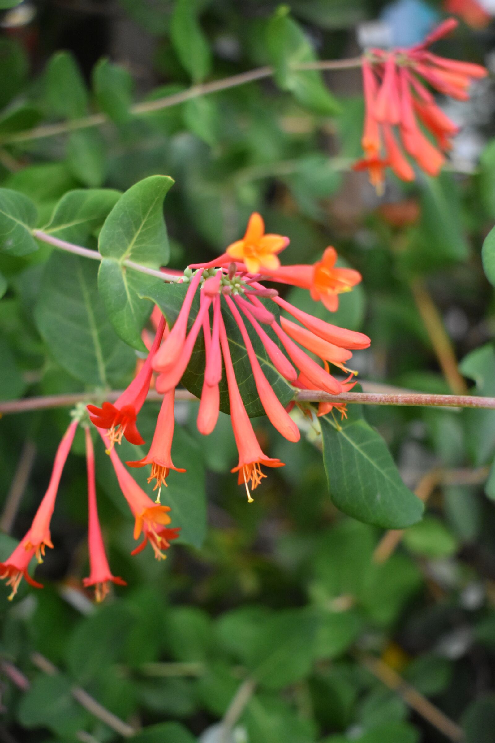 Nikon D3400 sample photo. Nature, flower, outdoor photography
