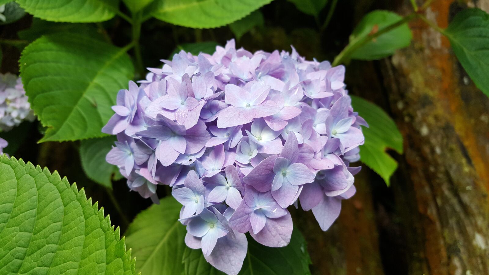 Samsung Galaxy Note5 sample photo. Hydrangea, lavender, spring photography