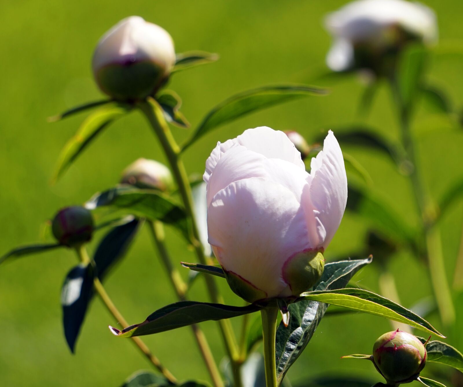 Sony Alpha a5000 (ILCE 5000) + Sony E 55-210mm F4.5-6.3 OSS sample photo. Peony, flower photography