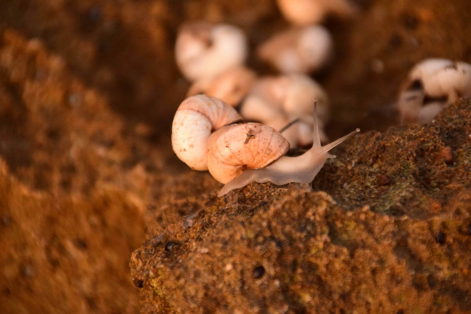 Nikon D3300 sample photo. Snail, invertebrate, animal, stone photography