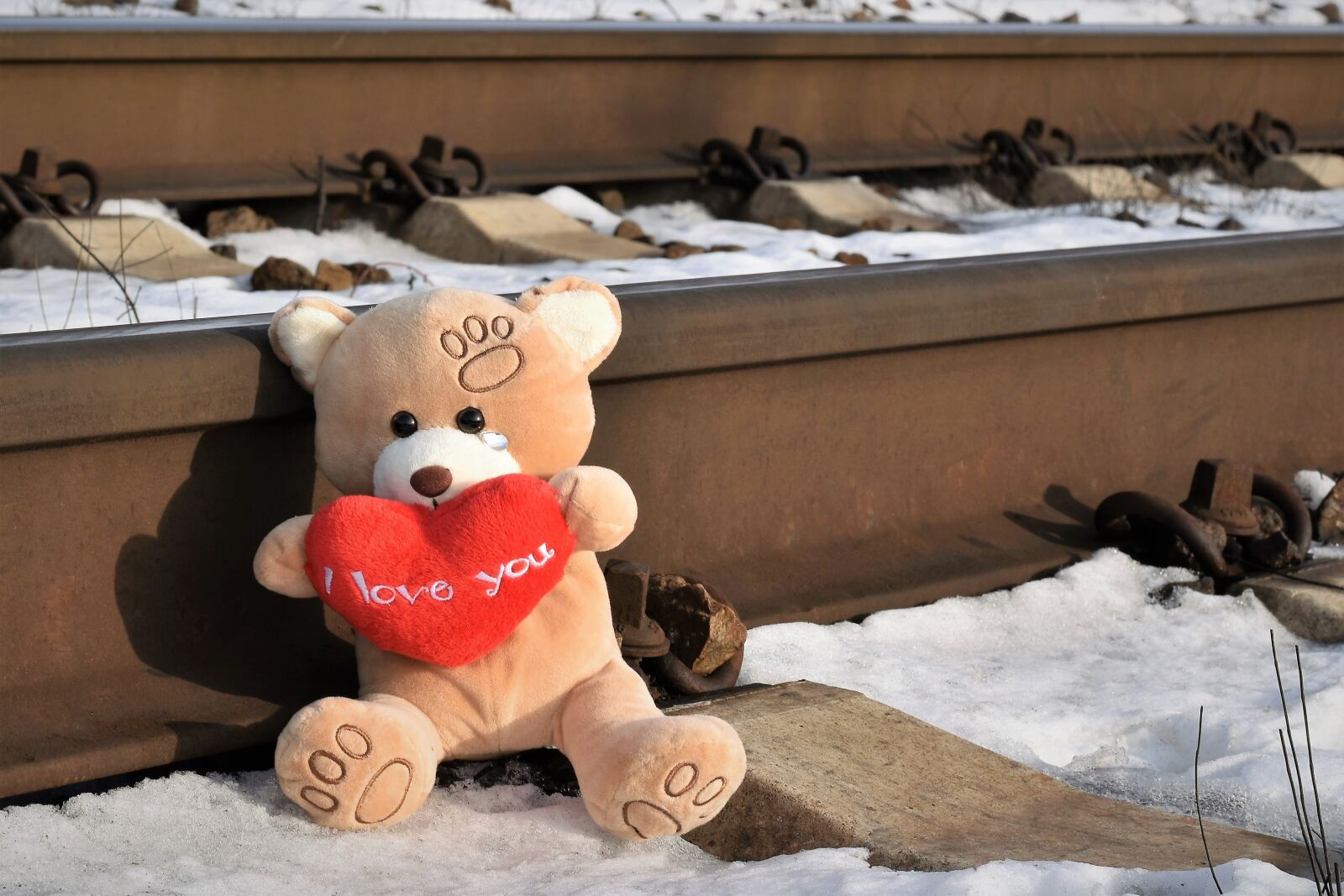 Nikon D5600 sample photo. Teddy bear crying, stop photography