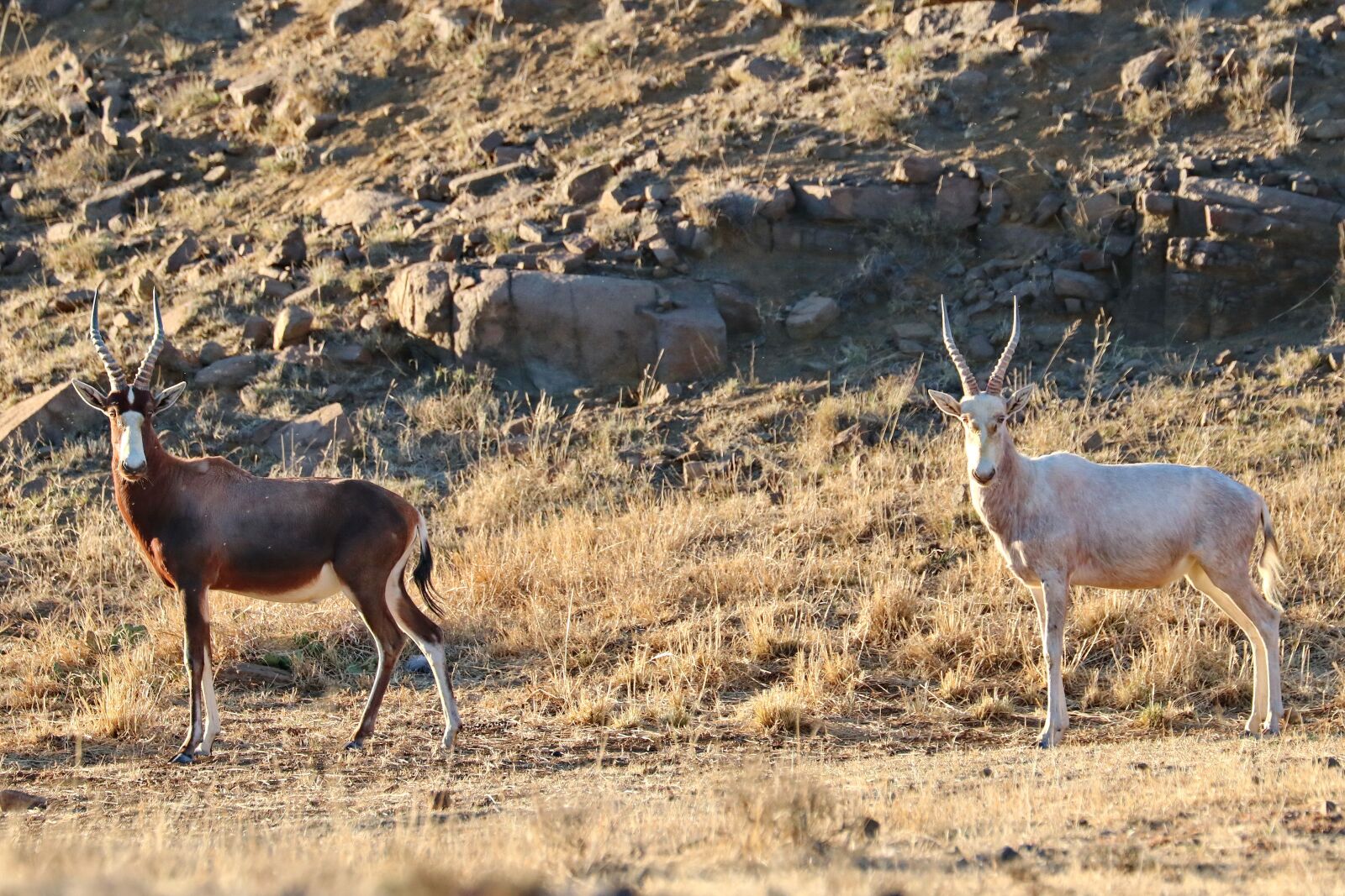 Canon EOS 760D (EOS Rebel T6s / EOS 8000D) sample photo. Blesbok, white, brown photography
