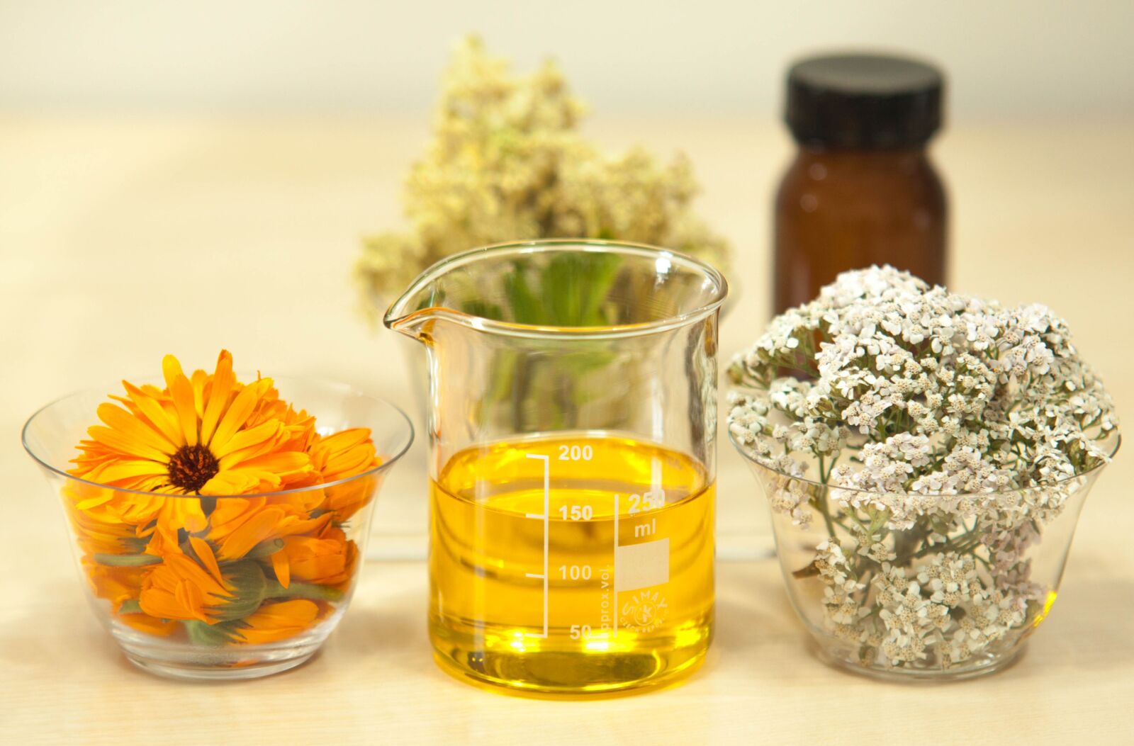 Canon EOS 50D sample photo. Filipendula ulmaria, meadowsweet, achillea photography