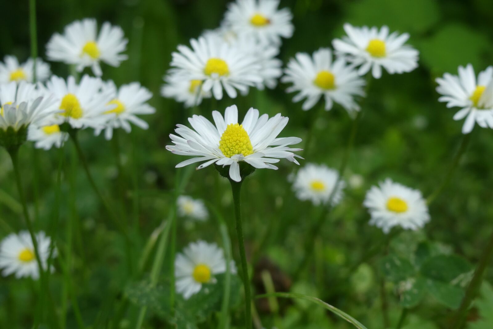 Panasonic Lumix DMC-FZ300 sample photo. Daisy, pointed flower, blossom photography