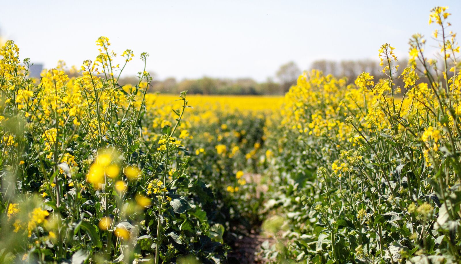 Canon EOS-1D Mark II sample photo. Field, rapeseed, agriculture photography
