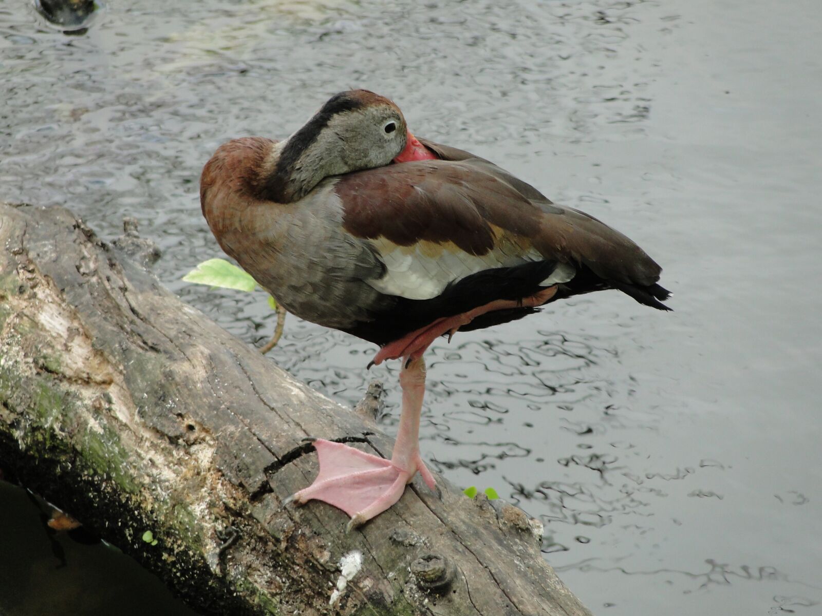 Sony Cyber-shot DSC-HX1 sample photo. Duck, bird, wildlife photography