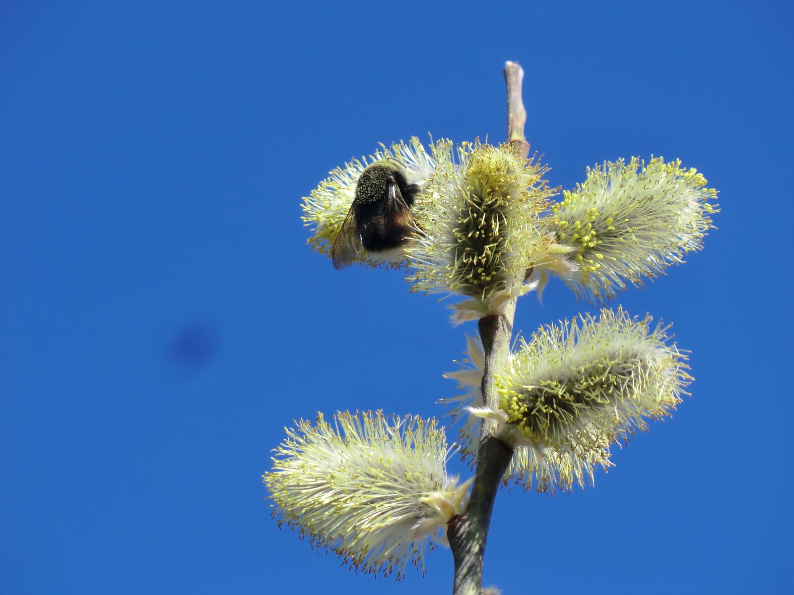 CASIO EX-H5 sample photo. Willow catkin, bee, hummel photography