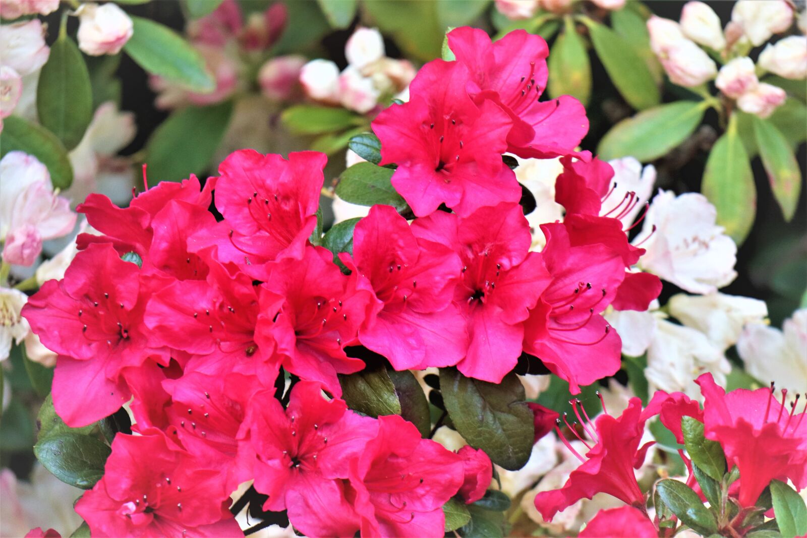 Canon EOS M6 sample photo. Rhododendron, colors, pink photography