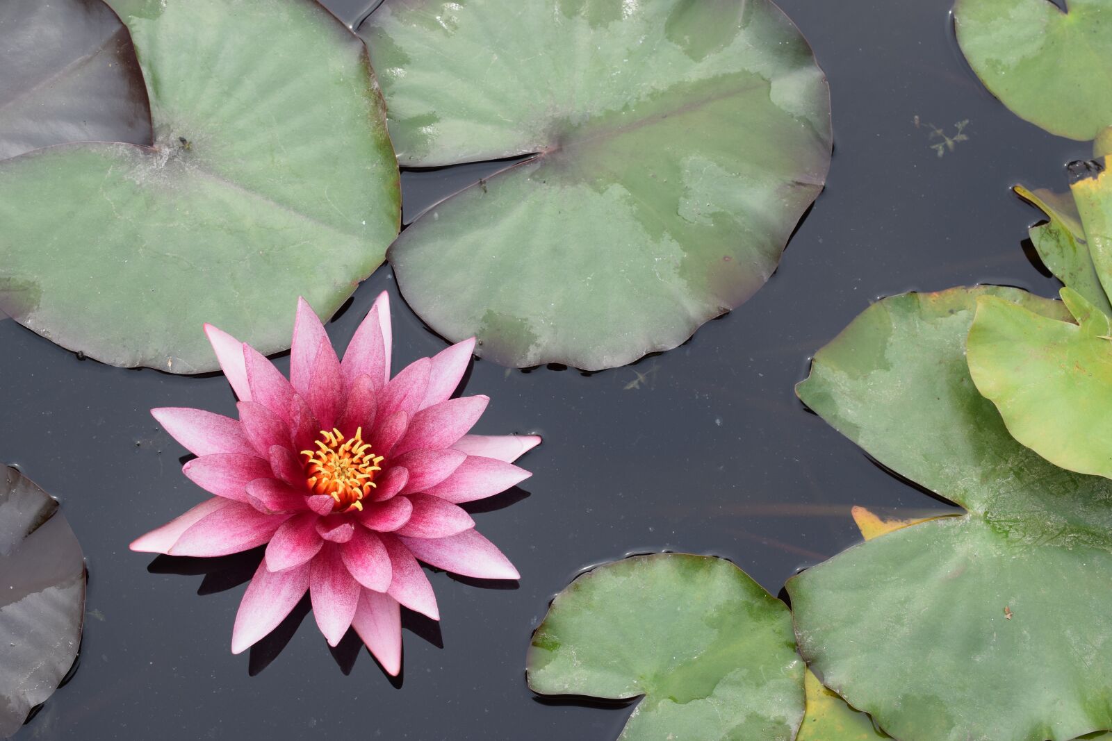 Nikon D3300 sample photo. Sacred lotus, nelumbo nucifera photography
