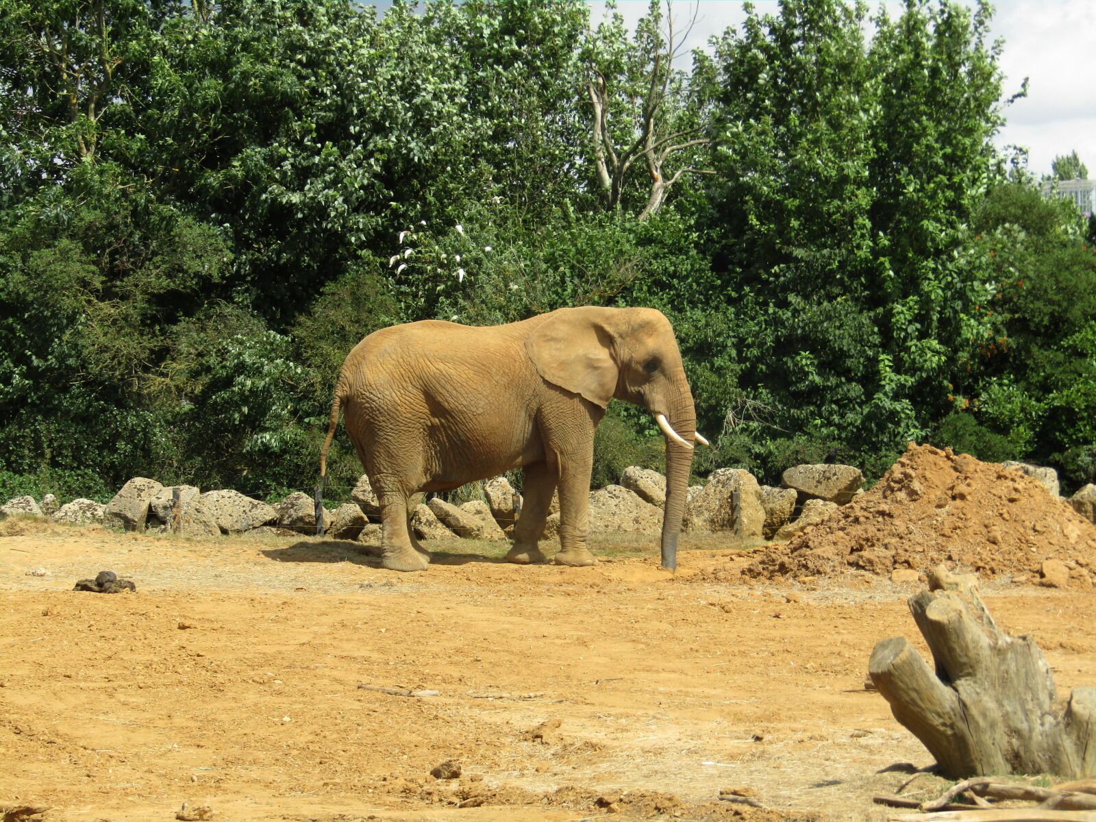 Canon PowerShot SX410 IS sample photo. Elephant, dusty, zoo photography