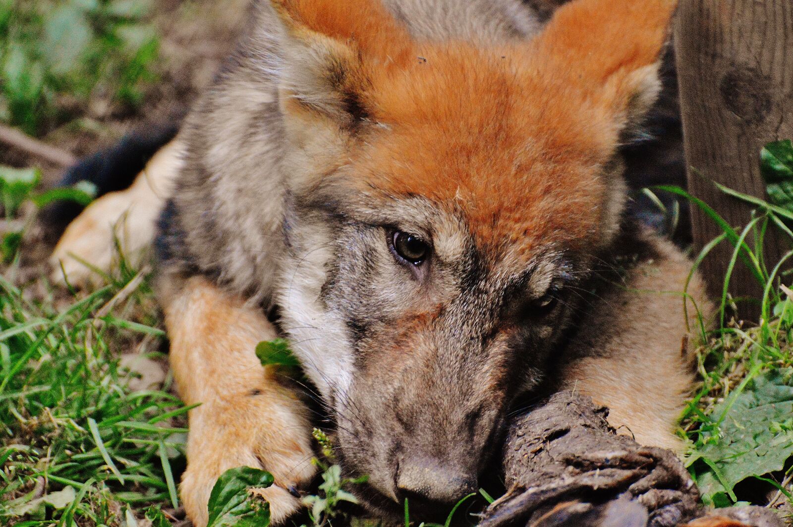 Nikon D3200 sample photo. Wolf, young animal, predator photography