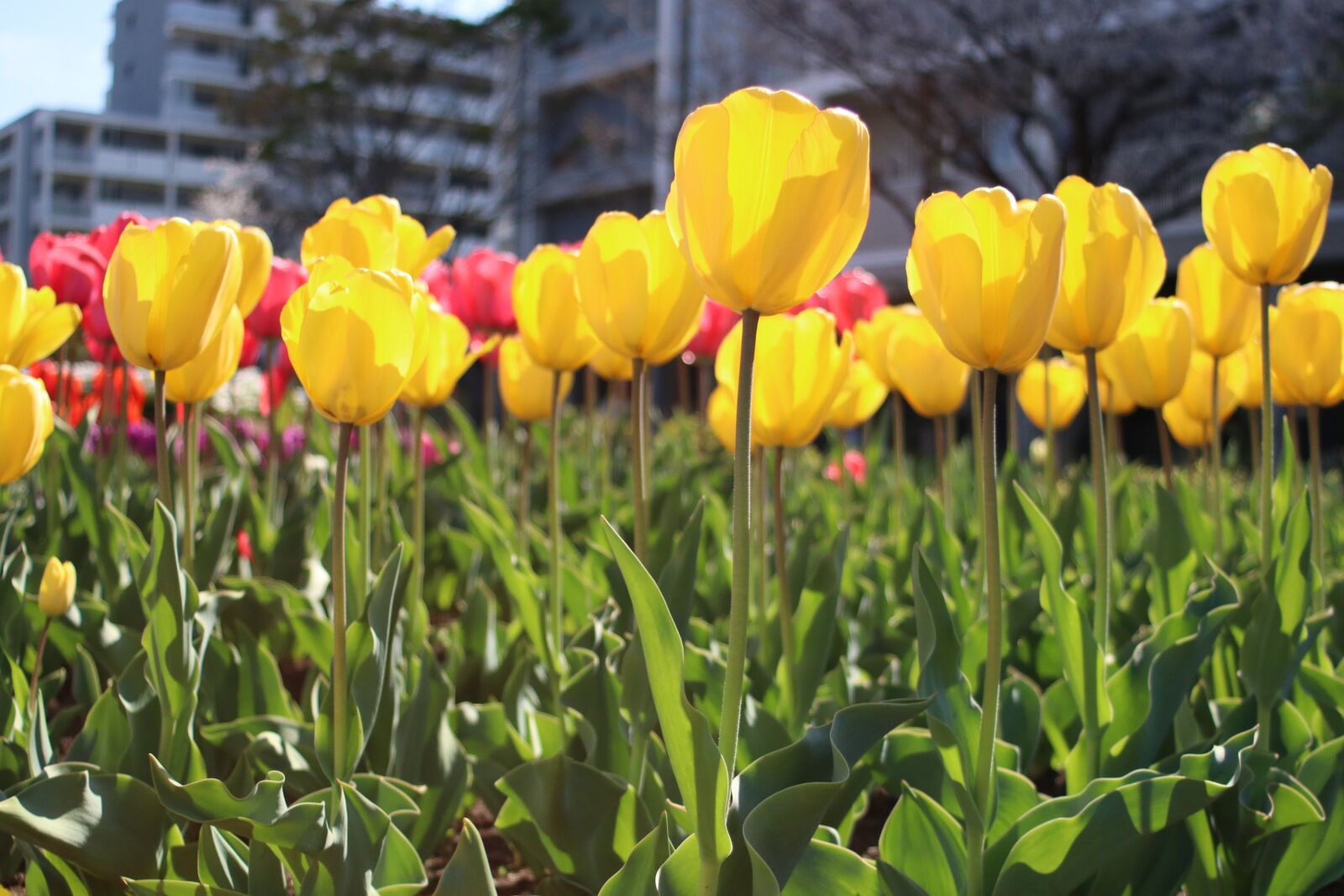 Canon EF 28-80mm f/3.5-5.6 sample photo. Tulip, yellow tulip, flower photography