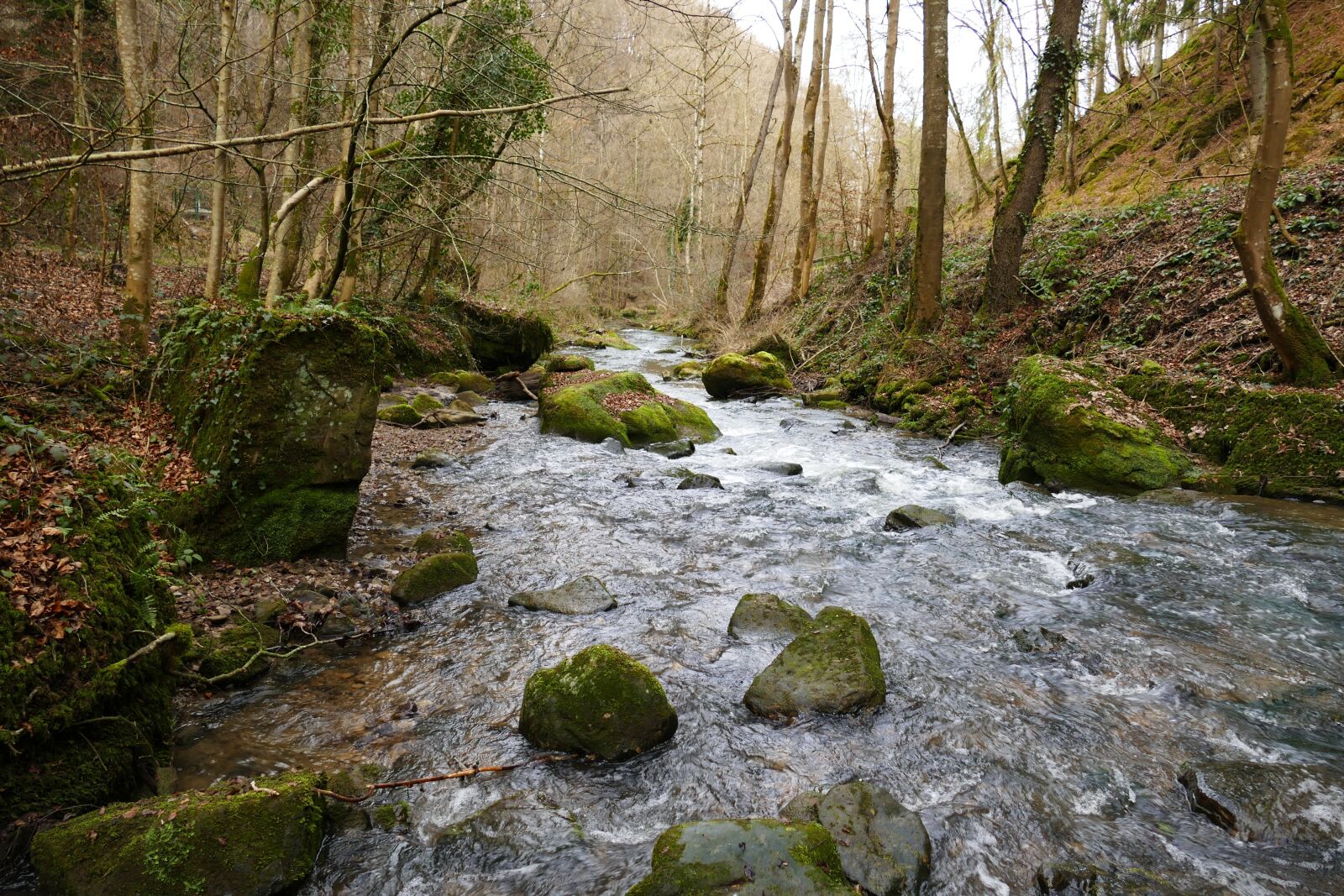 Panasonic Lumix DMC-FZ1000 sample photo. Nature, water, spring photography
