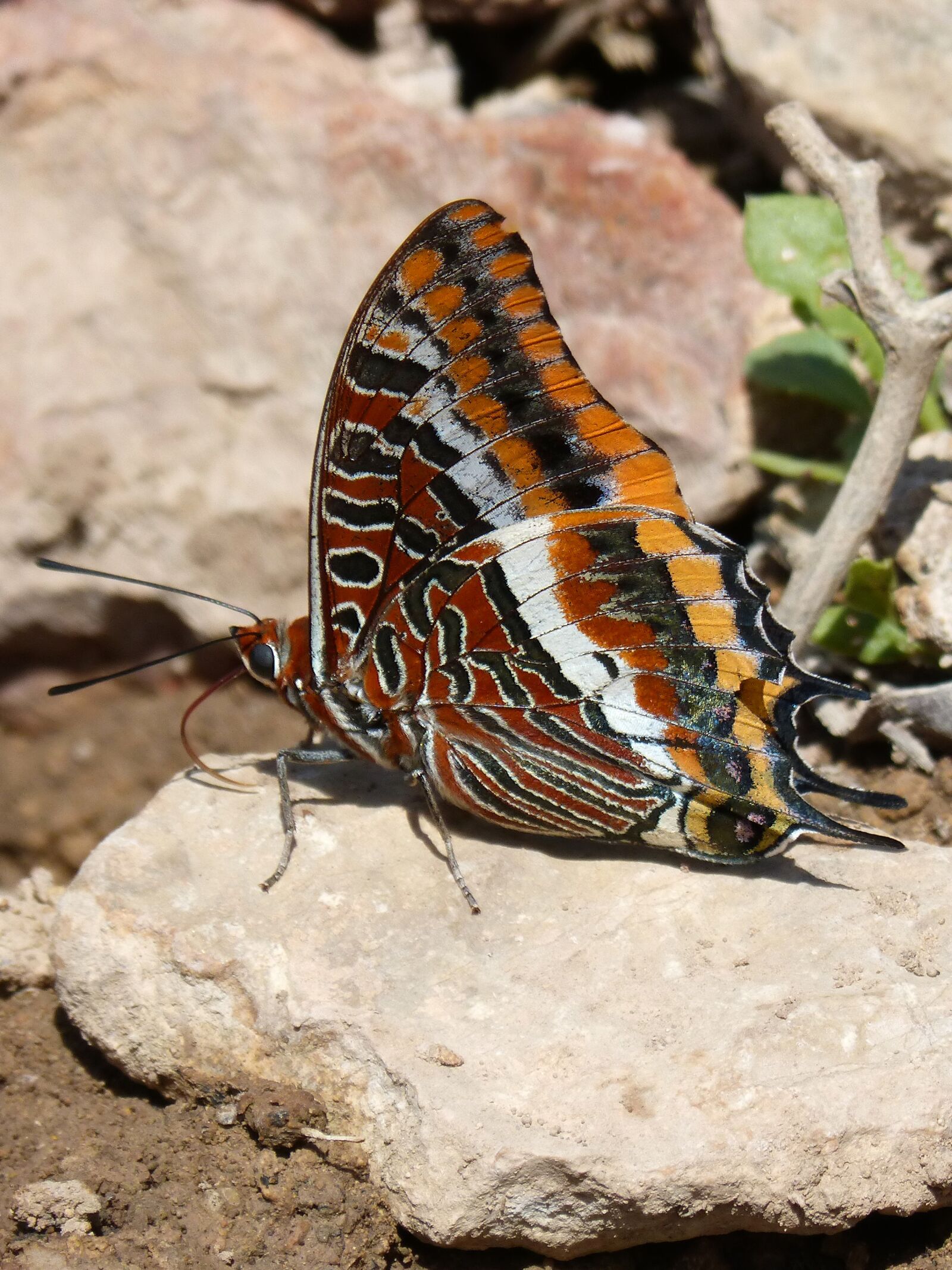 Panasonic DMC-FZ62 sample photo. Butterfly, charaxes jasius, butterfly photography